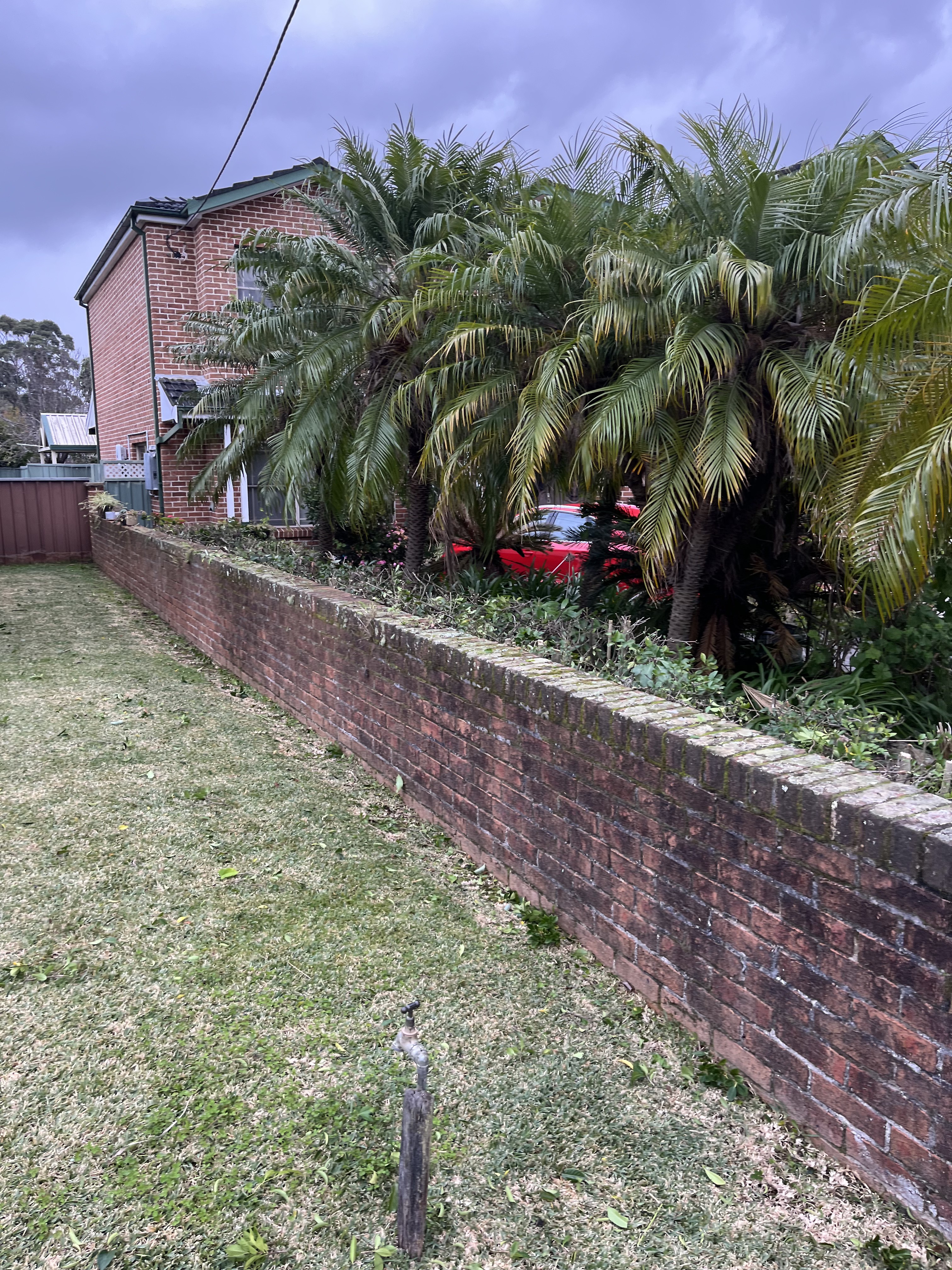 After — Garden bed cleared from dense overgrowth to clean palm border