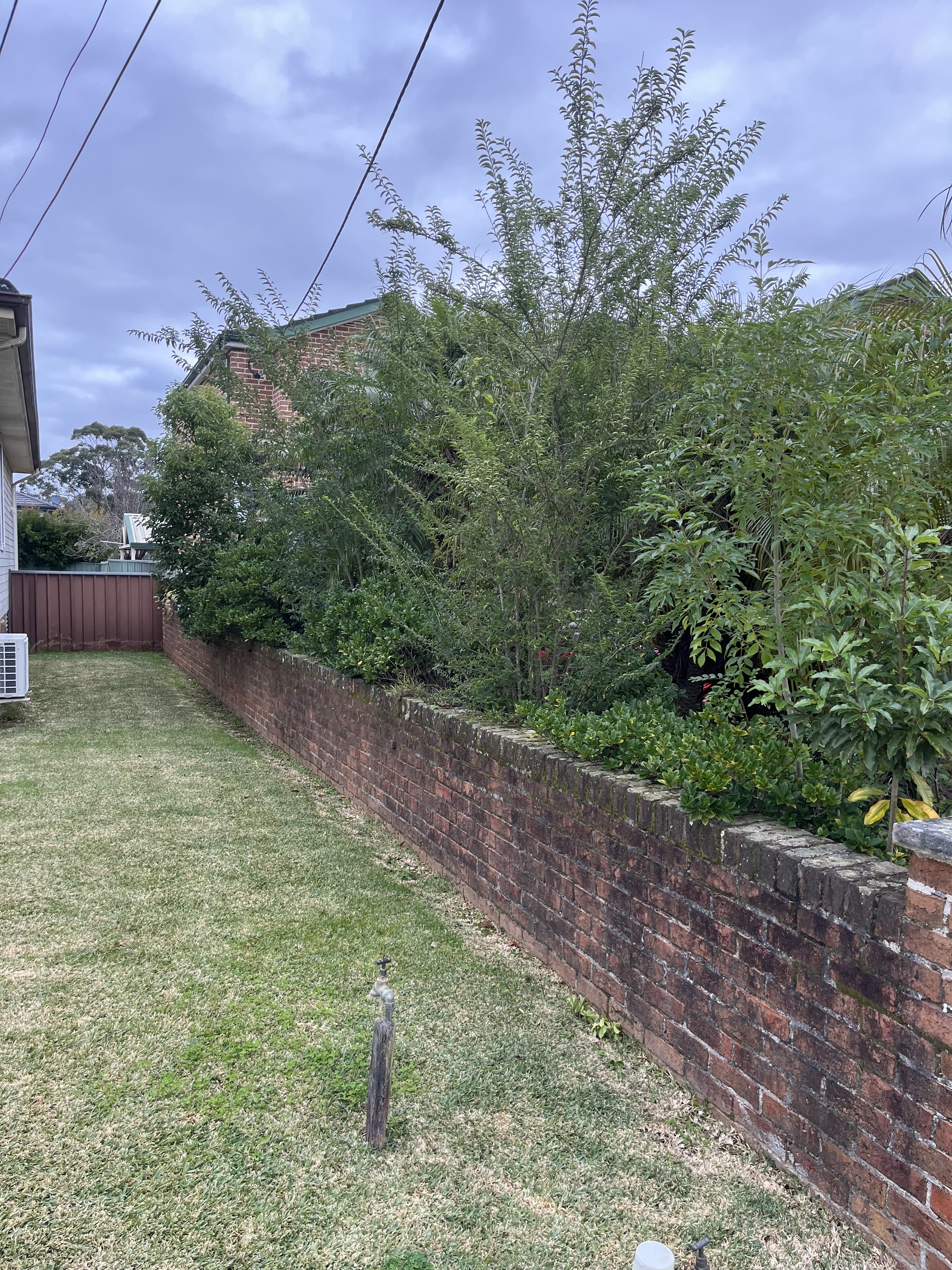Before — Garden bed cleared from dense overgrowth to clean palm border