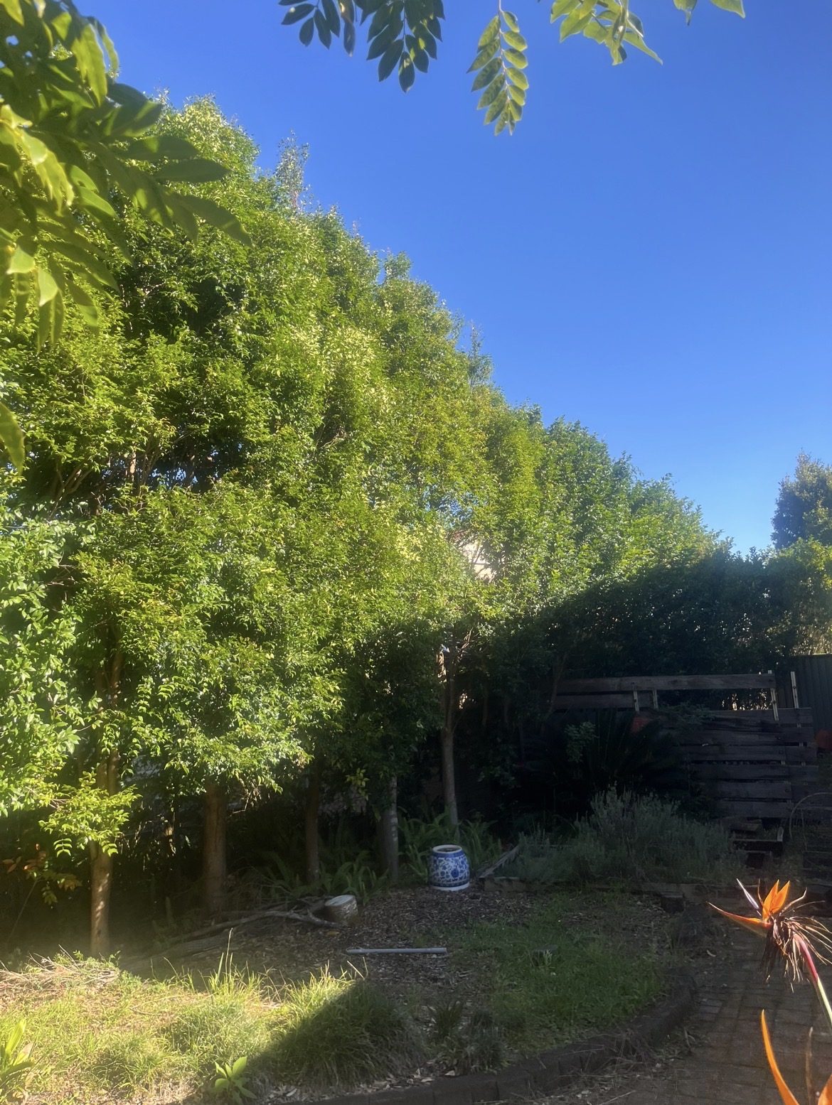 Before — Large overgrown hedge reduced and reshaped in Lindfield