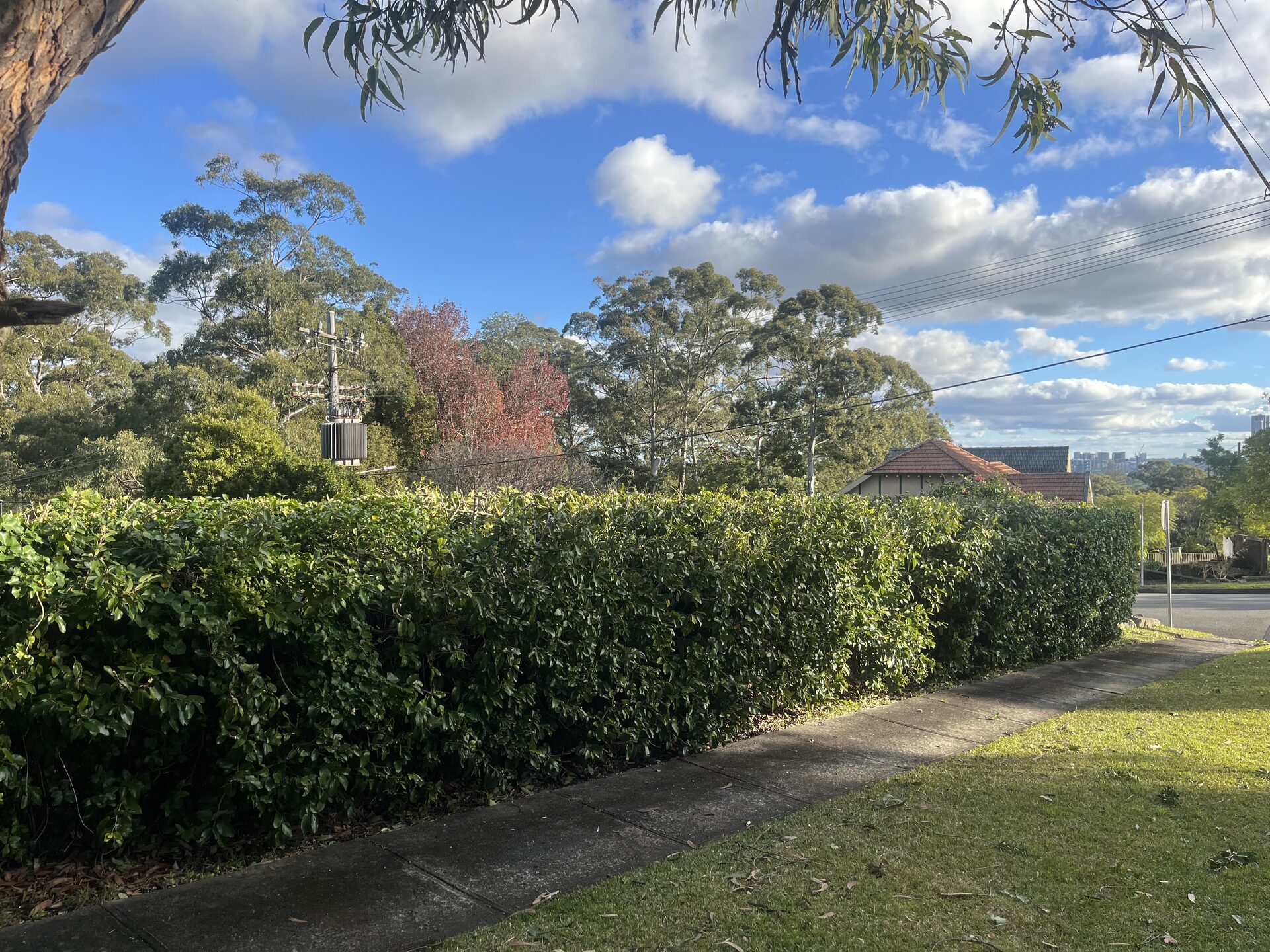 After — Front yard hedge reduced and neatly trimmed in Killara