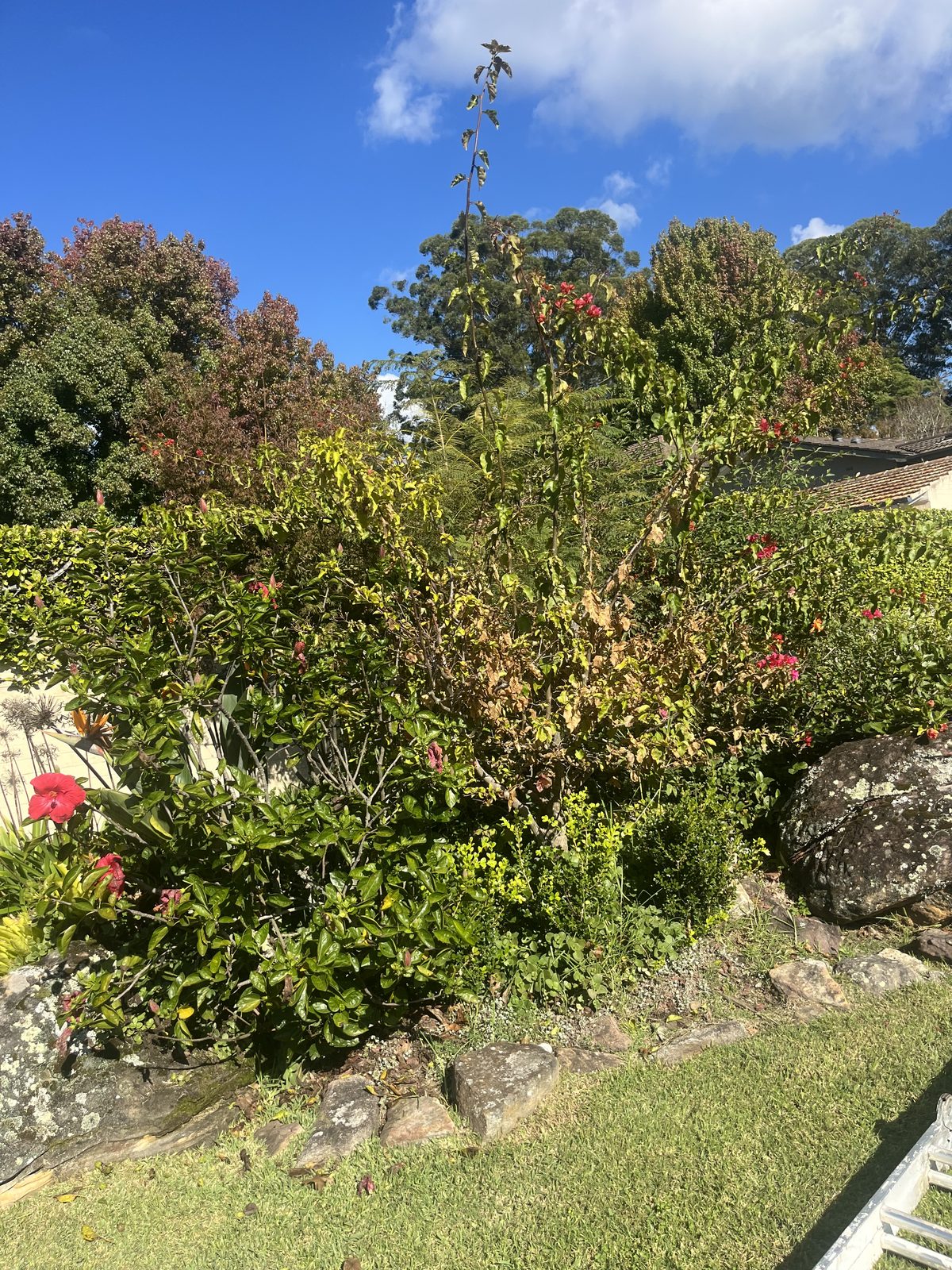 Before — Garden bed rejuvenated with fresh mulch installation in Pymble