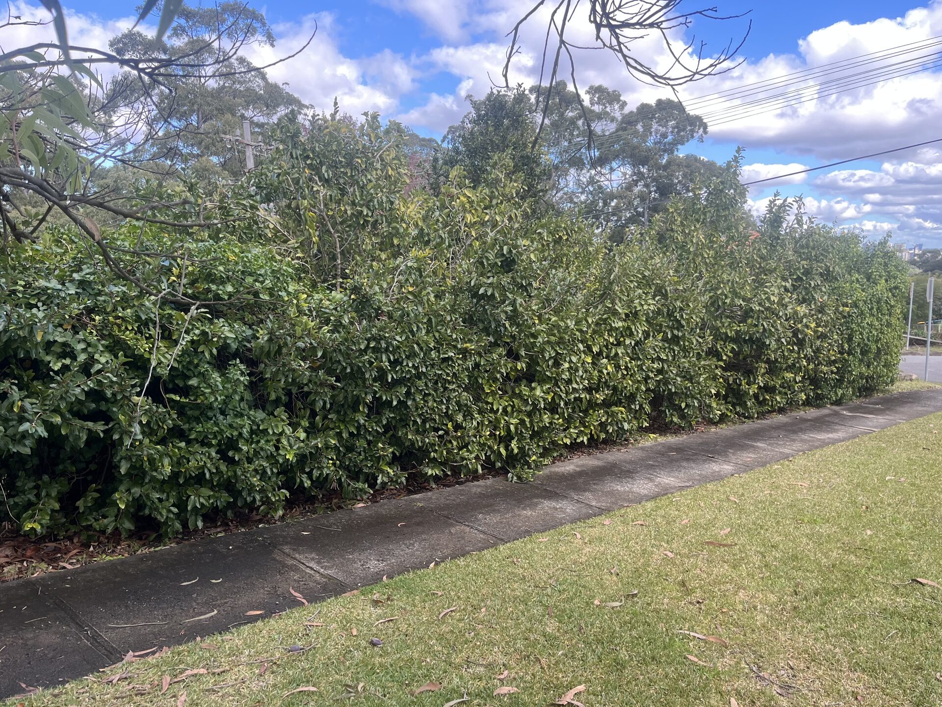 Before — Front yard hedge reduced and neatly trimmed in Killara