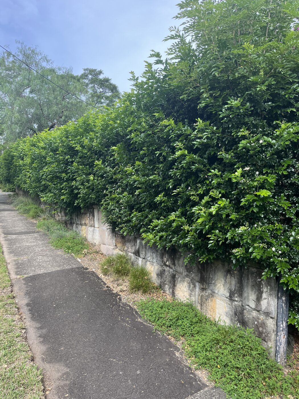 Before — Street hedge shaped along sandstone wall in Killara