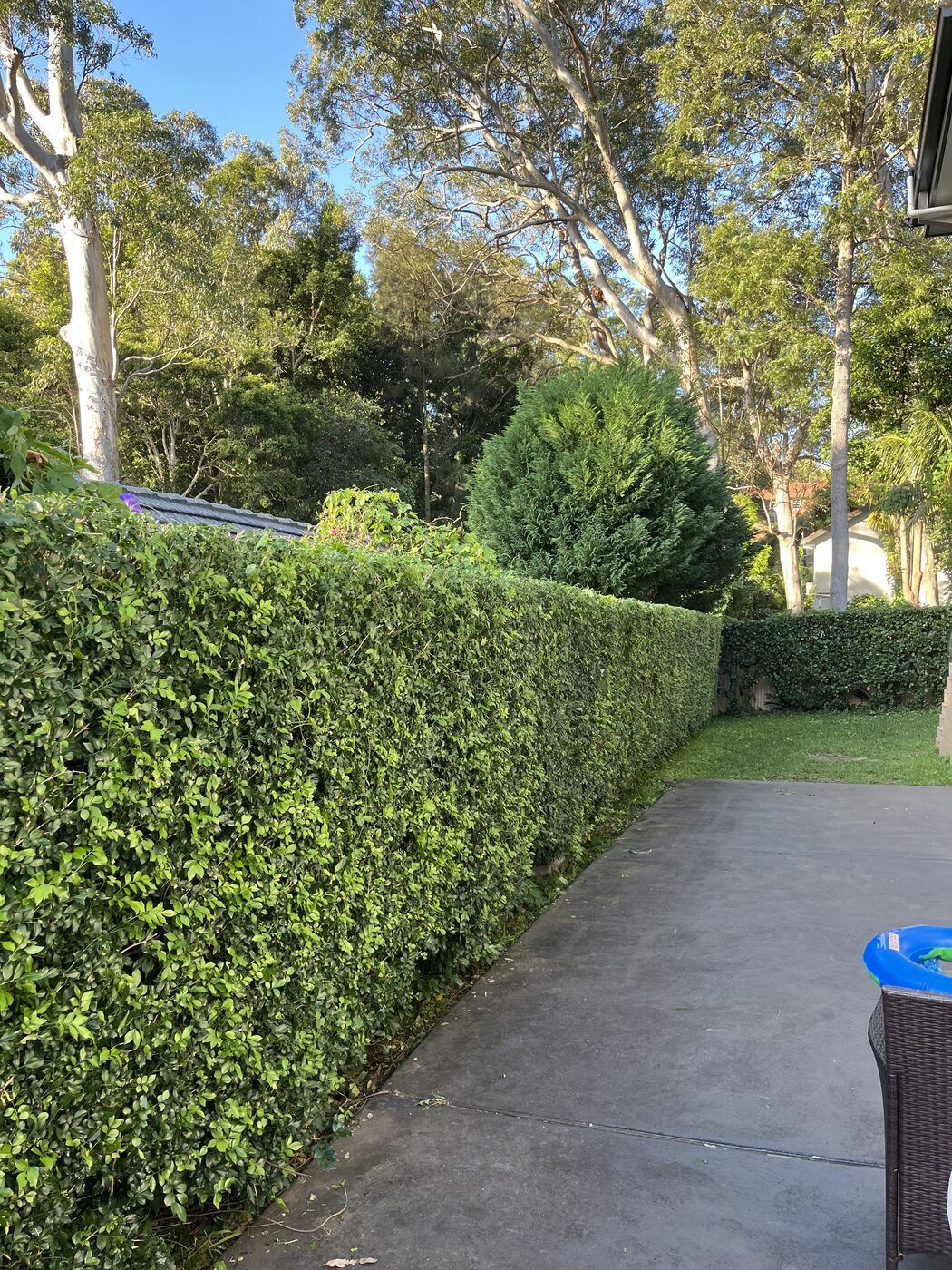 After — Driveway hedge trim and weed removal in Lindfield