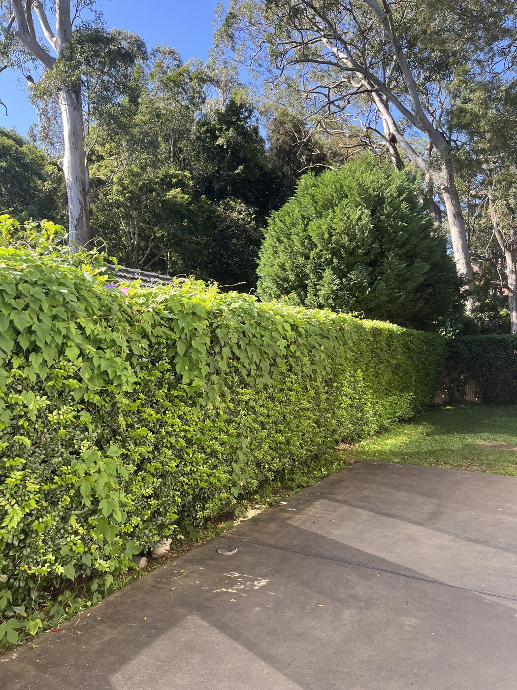 Before — Driveway hedge trim and weed removal in Lindfield