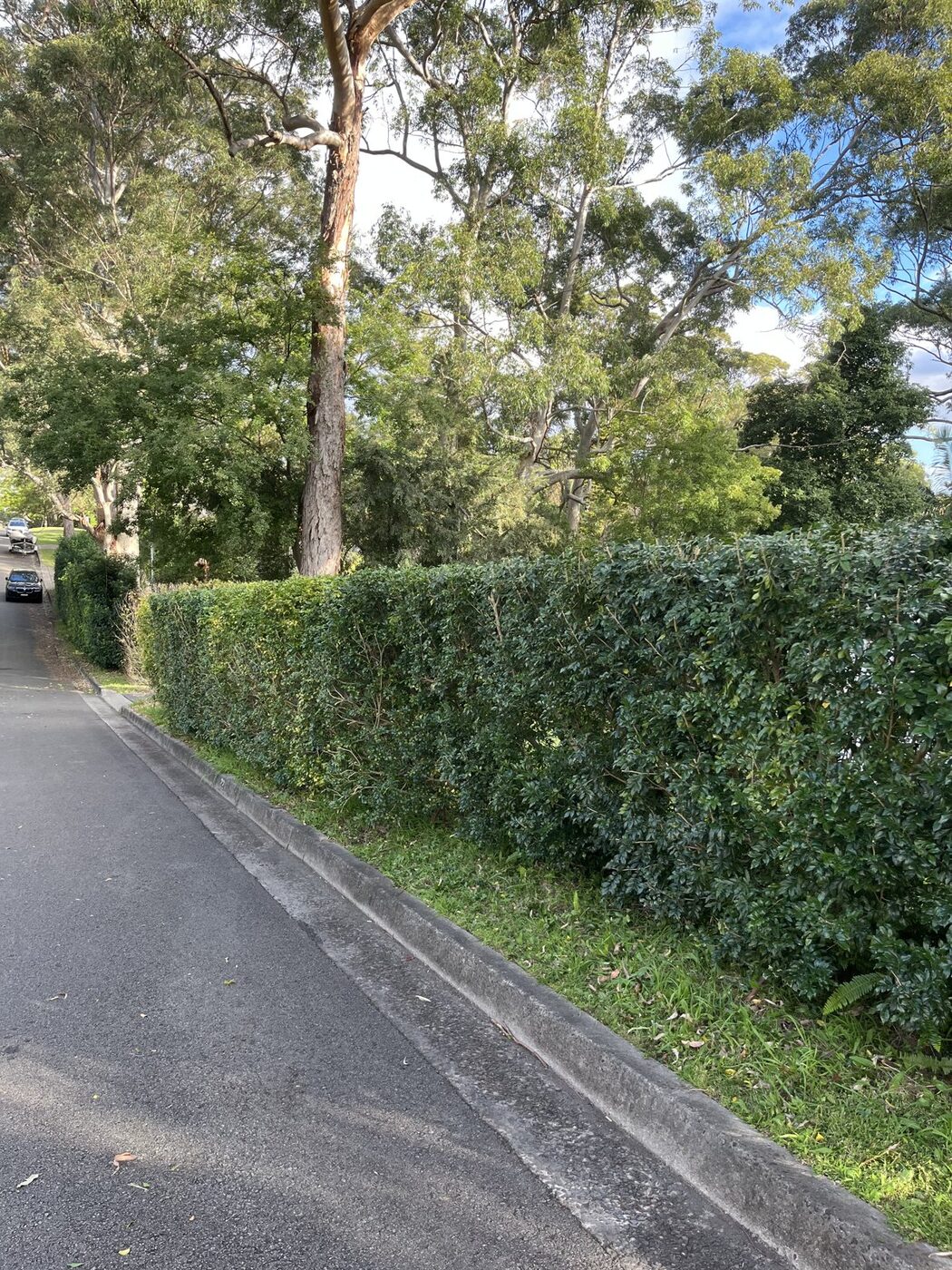 After — Roadside hedge reshaped under gum trees in Killara