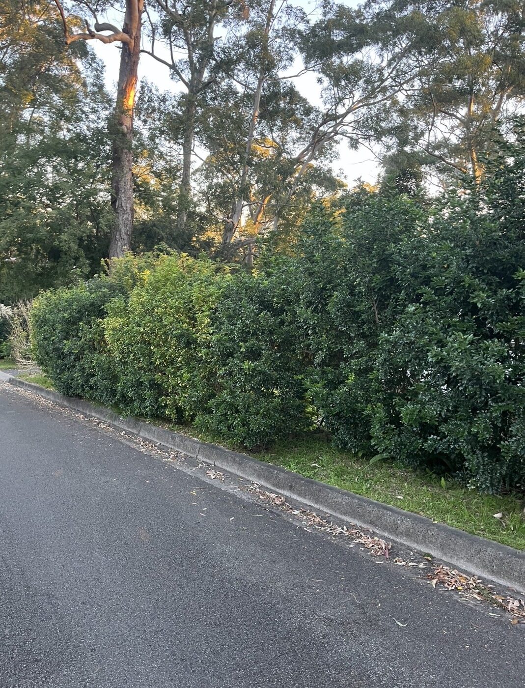 Before — Roadside hedge reshaped under gum trees in Killara