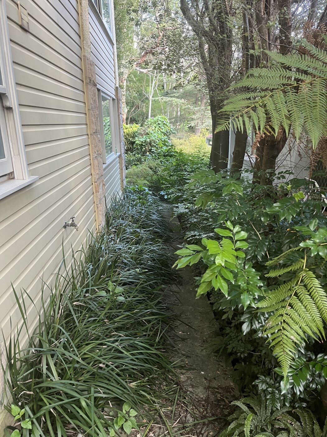 Before — Front path cleaned and lawn mowed in Killara