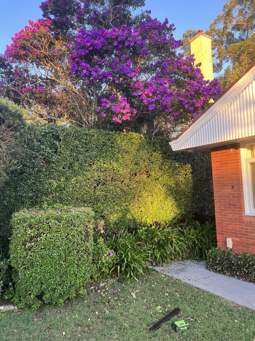 After — Side garden hedge trim in Killara