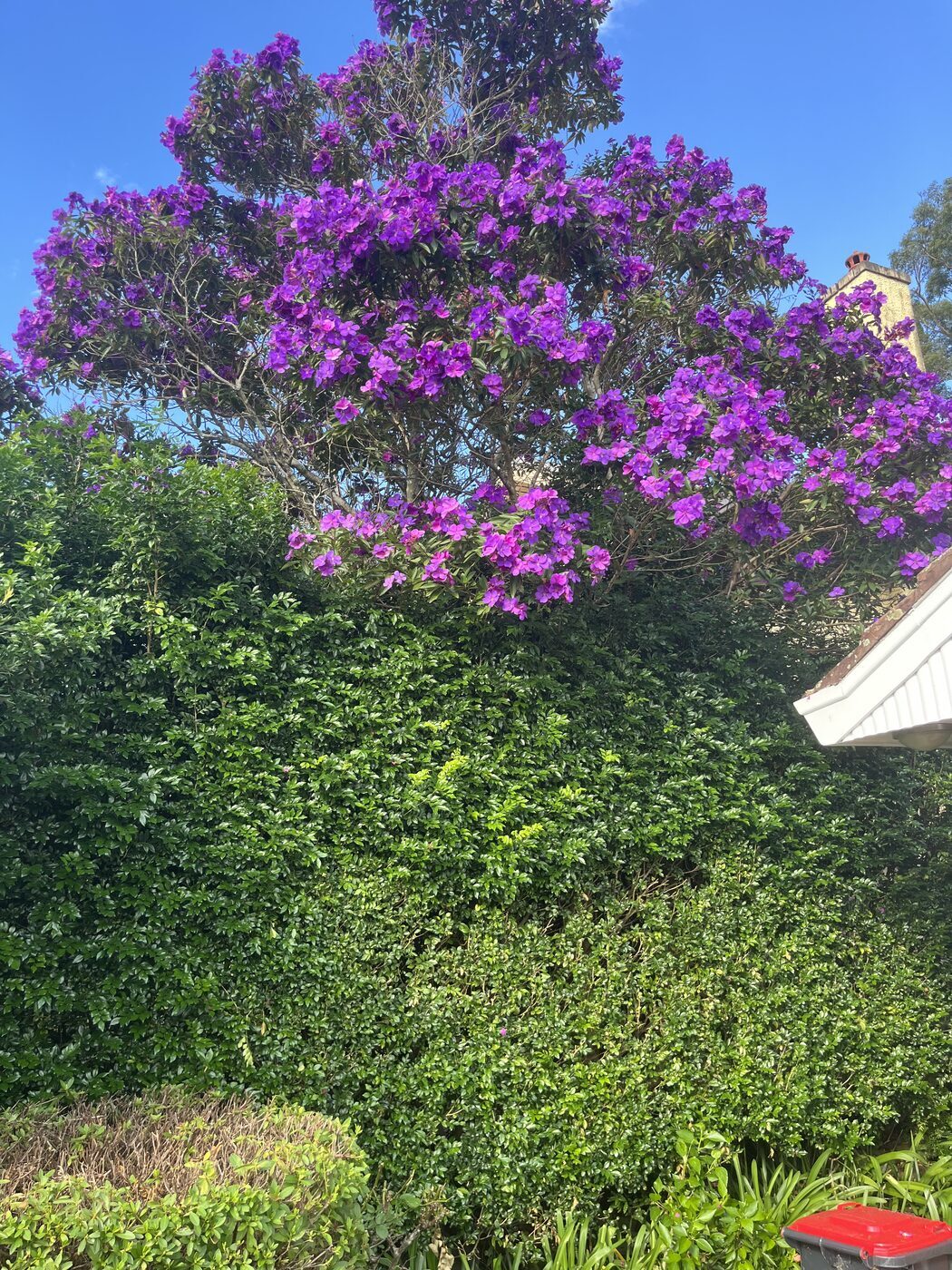 Before — Side garden hedge trim in Killara